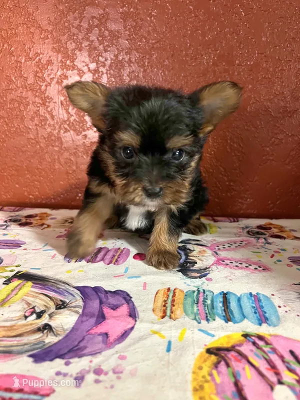 Lil Pete – Yorkshire Terrier puppy for sale in Van Buren, AR