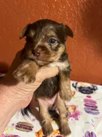 Mia, a female Yorkshire Terrier for sale in Van Buren, AR – 3 of 8
