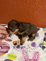 Mia, a female Yorkshire Terrier for sale in Van Buren, AR – 2 of 8