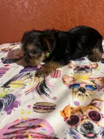 Tucker, a male Yorkshire Terrier for sale in Van Buren, AR – 5 of 8