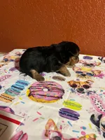 Suki, a female Yorkshire Terrier for sale in Van Buren, AR – 5 of 8