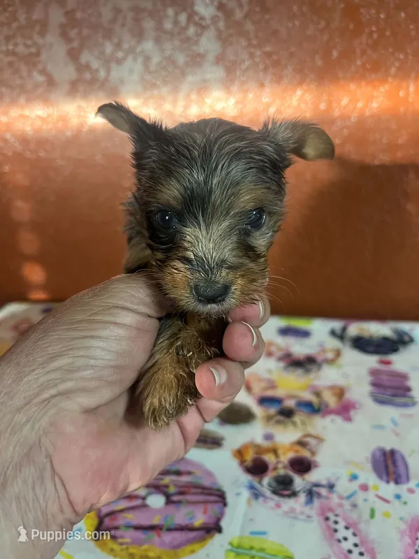 Rosie – Yorkshire Terrier puppy for sale in Van Buren, AR