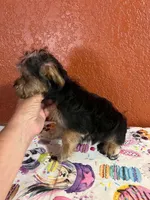 Zeus, a male Yorkshire Terrier for sale in Van Buren, AR – 5 of 8