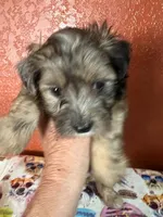Jasper, a male Yorkipoo for sale in Van Buren, AR – 5 of 7