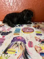 Keke, a female Yorkipoo for sale in Van Buren, AR – 3 of 8
