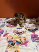 Harper, a female Yorkshire Terrier for sale in Van Buren, AR – 2 of 10