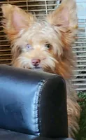 Harper, a female Yorkshire Terrier for sale in Van Buren, AR – 9 of 10