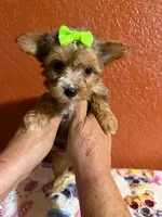 Harper, a female Yorkipoo for sale in Van Buren, AR – 2 of 4