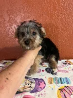 Zeus, a male Yorkshire Terrier for sale in Van Buren, AR – 2 of 8