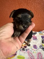Grace, a female Yorkshire Terrier for sale in Van Buren, AR – 6 of 10