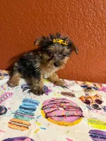 Gracie, a female Yorkipoo for sale in Van Buren, AR – 4 of 6