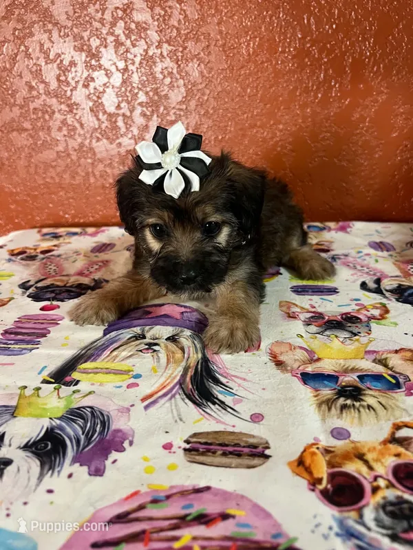 Coco – Yorkipoo puppy for sale in Van Buren, AR