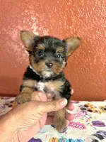 Lil Pete, a male Yorkshire Terrier for sale in Van Buren, AR – 5 of 8