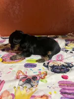 Grace, a female Yorkshire Terrier for sale in Van Buren, AR – 3 of 10