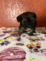 Scout, a male Yorkipoo for sale in Van Buren, AR – 3 of 7