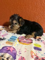 Cooper, a male Yorkipoo for sale in Van Buren, AR – 2 of 4