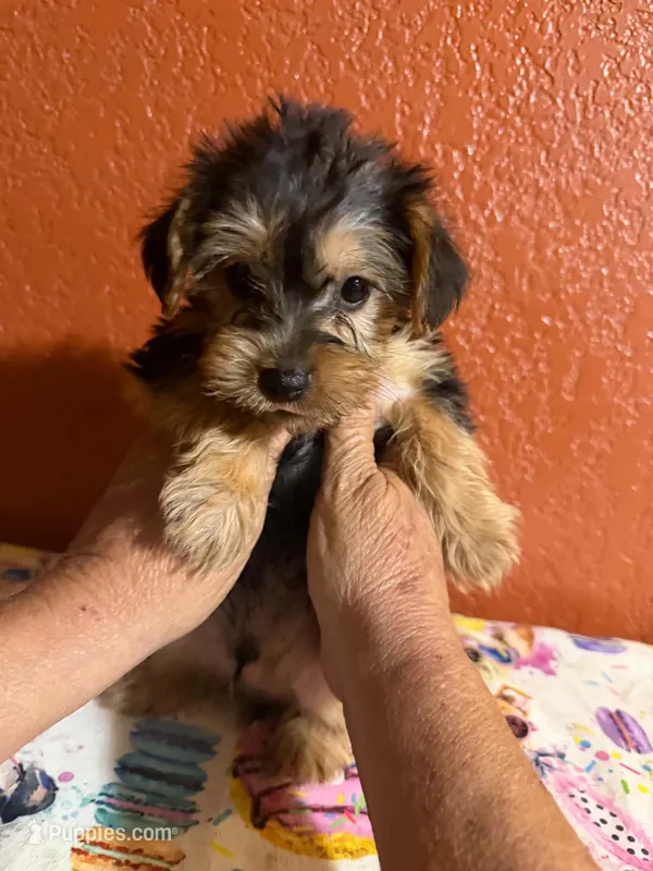 Cooper – Yorkipoo puppy for sale in Van Buren, AR
