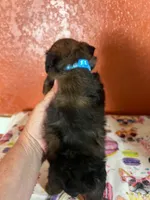 Scout, a male Yorkipoo for sale in Van Buren, AR – 4 of 7
