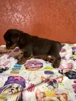 scooby doo, a male Yorkshire Terrier for sale in Van Buren, AR – 4 of 8