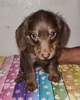 Rolo, a male Doxiepoo for sale in Van Buren, AR – 1 of 6