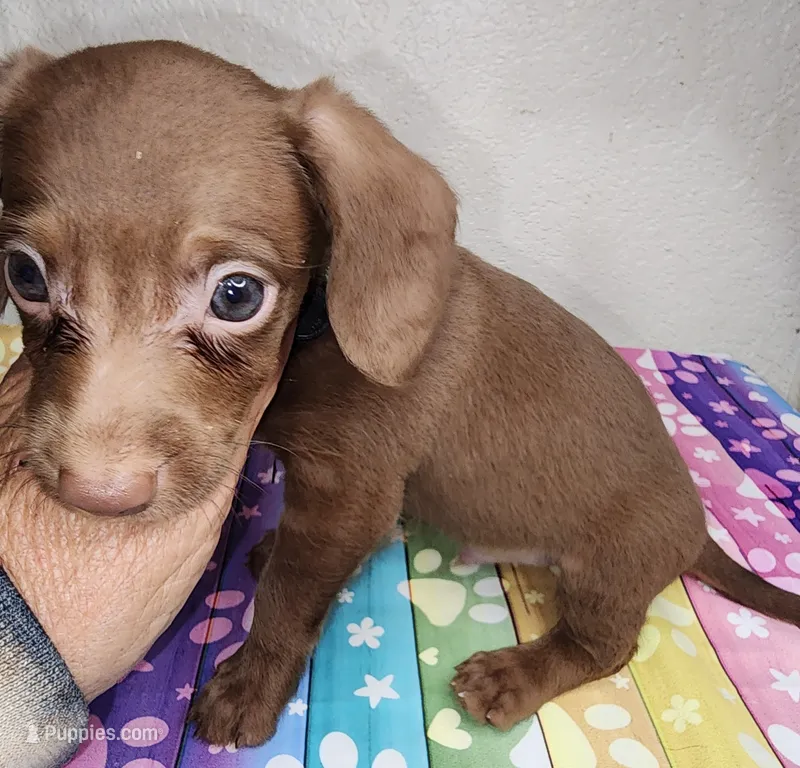 Zang – Doxiepoo puppy for sale in Van Buren, AR