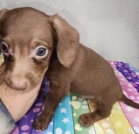 Zang, a male Doxiepoo for sale in Van Buren, AR – 1 of 6