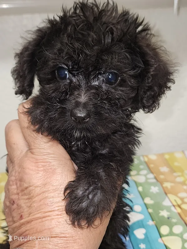 Riley – Yorkipoo puppy for sale in Van Buren, AR