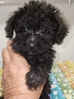 Riley, a male Yorkipoo for sale in Van Buren, AR – 1 of 6