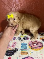 Sadie , a female Yorkipoo for sale in Van Buren, AR – 2 of 7
