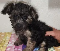 Emma, a male Yorkipoo for sale in Van Buren, AR – 3 of 7