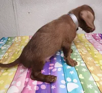 Zigo, a male Doxiepoo for sale in Van Buren, AR – 2 of 7