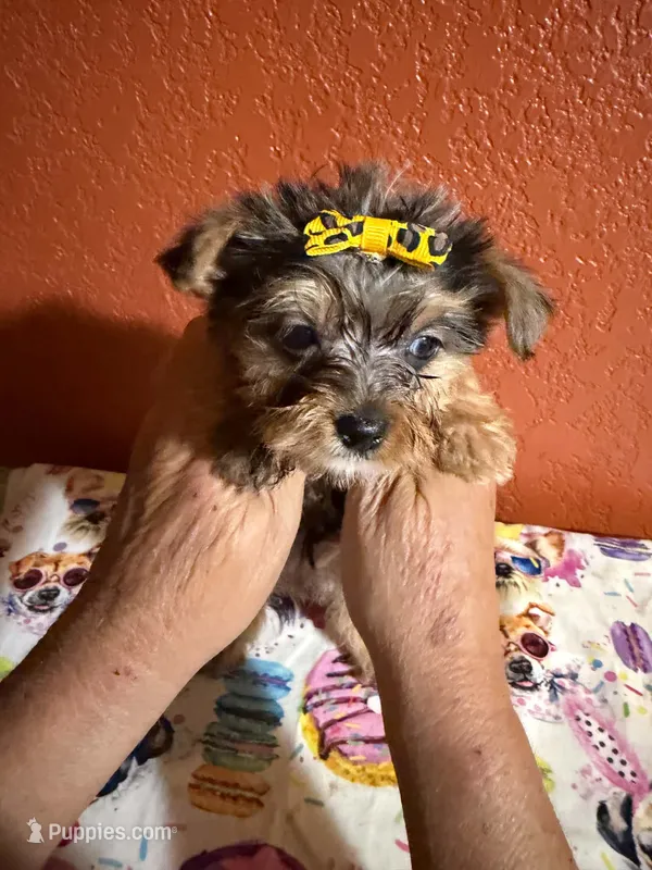 Gracie – Yorkipoo puppy for sale in Van Buren, AR