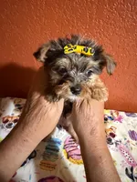 Gracie, a female Yorkipoo for sale in Van Buren, AR – 1 of 6