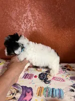 Ben, a male Yorkipoo for sale in Van Buren, AR – 4 of 6