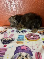 Jasper, a male Yorkipoo for sale in Van Buren, AR – 3 of 7