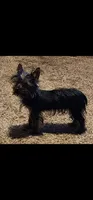 Zara, a female Yorkshire Terrier for sale in Van Buren, AR – 7 of 8