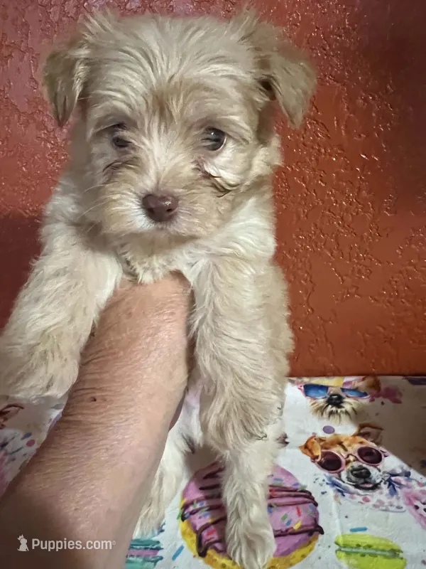 Duke – Yorkipoo puppy for sale in Van Buren, AR