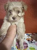 Duke, a male Yorkipoo for sale in Van Buren, AR – 1 of 7
