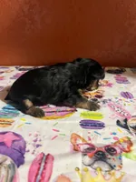 Grace, a female Yorkshire Terrier for sale in Van Buren, AR – 5 of 10