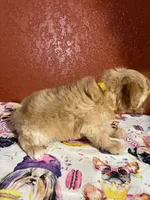 Sadie , a female Yorkipoo for sale in Van Buren, AR – 3 of 7