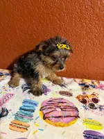 Gracie, a female Yorkipoo for sale in Van Buren, AR – 6 of 6