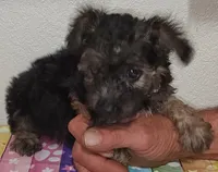Emma, a male Yorkipoo for sale in Van Buren, AR – 4 of 7