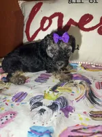 Peggy Sue, a female Yorkipoo for sale in Van Buren, AR – Photo 4 of 6