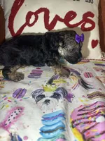 Peggy Sue, a female Yorkipoo for sale in Van Buren, AR – Photo 5 of 6