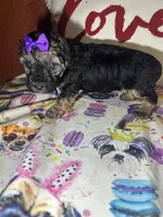 Peggy Sue, a female Yorkipoo for sale in Van Buren, AR – Photo 3 of 6