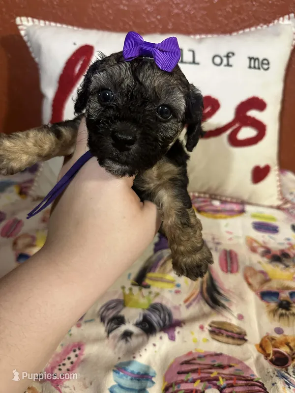 Peggy Sue – Yorkipoo puppy for sale in Van Buren, AR