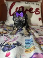 Peggy Sue, a female Yorkipoo for sale in Van Buren, AR – Photo 2 of 6