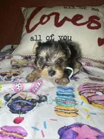 Aiden, a male Yorkshire Terrier for sale in Van Buren, AR – Photo 2 of 7