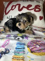 Aiden, a male Yorkshire Terrier for sale in Van Buren, AR – Photo 3 of 7