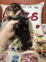 Aiden, a male Yorkshire Terrier for sale in Van Buren, AR – Photo 5 of 7